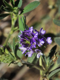 Alfalfa, Medicago sativa