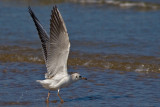 Smieszka (<i>Larus ridibundus</i>)