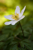 Zawilec gajowy (<i>Anemone nemorosa L.</i>)