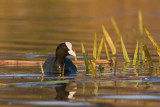 Lyska (<i>Fulica atra</i>)