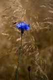 Chaber blawatek (<i>Centaurea cyanus</i> L.)