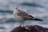 Smieszka (<i>Larus ridibundus</i>)