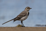 Pliszka siwa (<i>Motacilla alba</i>)