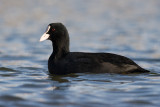 Lyska (<i>Fulica atra</i>)