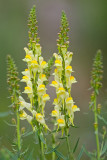 Lnica pospolita (<i>Linaria vulgaris</i>)