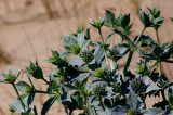 Mikolajek nadmorski (<i>Eryngium maritimum</i>)