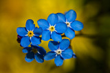 Niezapominajka polna (<i>Myosotis arvensis</i>)
