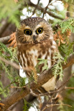 Northern Saw-whet Owl - Petite Nyctale