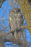 Great Gray Owl / Chouette Lapone