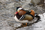 Mandarin Duck / Canard Mandarin