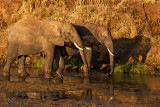 Tanzania Tarangire N.P.