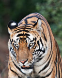 Tigri