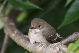 Lesser Whitethroat