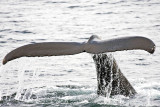 Humpback Whale Dripping Tail Before Dive