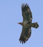 Eagle Weekend at Conowingo Dam