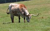 Texas Longhorn