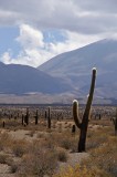 Parque Nacional Los Cardones