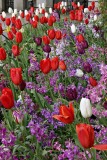 National Botanic Gardens, Glasnevin