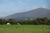 The Blackstairs Mountains, from St. Mullins