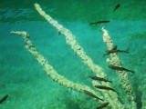 Fish in Lake Kaluderovac