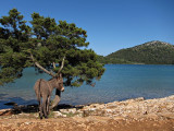 Dugi Otok - donkey at the Salt Lake, Telašćica