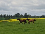 Horses near San Pablo