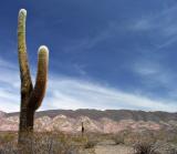 Parque Nacional Los Cardones