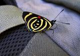 Butterfly on my backpack, Iguazu