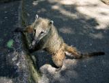 Coati, Iguazu