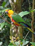 Bird Park, Iguazu (Brazil)