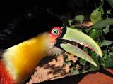 Toucan, Bird Park, Iguazu (Brazil)