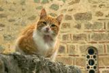 Monastery Cat