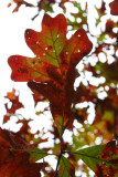 Chlorophyll Compromise 