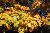 The Colors of Fall