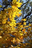 Fall Luminaries