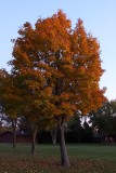 Fading Light