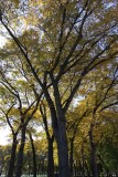 Grant Park Elms