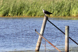 Perched on a Pole