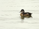 D25_1585.jpg