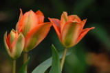 D25_6387.jpg