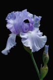D25_8302 R.jpg