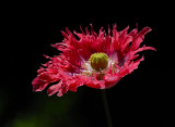 D25_9850.jpg