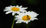 D26_2860.jpg