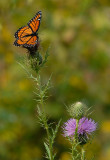 D26_6402.jpg