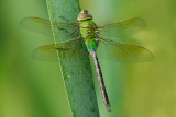 D26_6936.jpg