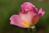 D26_7096.jpg