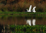 D28_4116.jpg