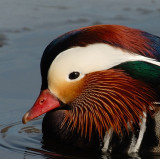 E21_3121 100 crop No D.jpg