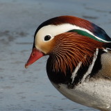 E21_3134 100 Crop No D.jpg