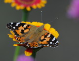 D33_6011.jpg